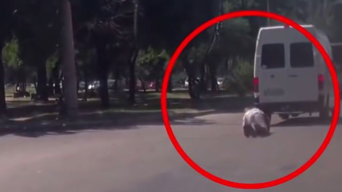 Σαν άλλος Εξολοθρευτής, ο άνδρας σηκώνεται από την άσφαλτο, αφού έχει περάσει από πάνω του ένα φορτηγάκι. Δείτε το σε video.