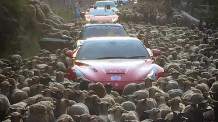 Η συνάντηση των supercars με τα πρόβατα συνέβη στη Γαλλία.