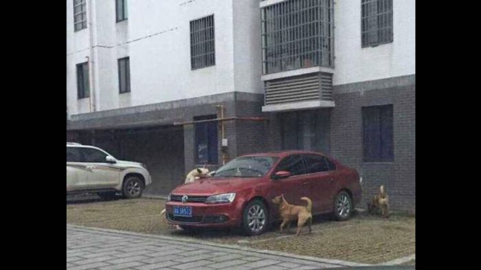 Ακόμη μία περίπτωση που σκυλιά τα έβαλαν με αυτοκίνητο στην Κίνα αυτή τη φορά.