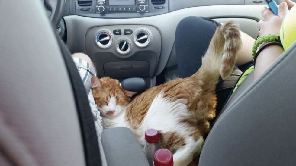 Το ζώο δεν πρέπει να είναι ελεύθερο μέσα στο αυτοκίνητο, γιατί σε περίπτωση που πανικοβληθεί, εγκυμονείτε κίνδυνος.