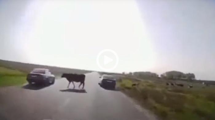 Οδηγός μπαίνει σε χωράφι και αποφεύγει αγελάδες!