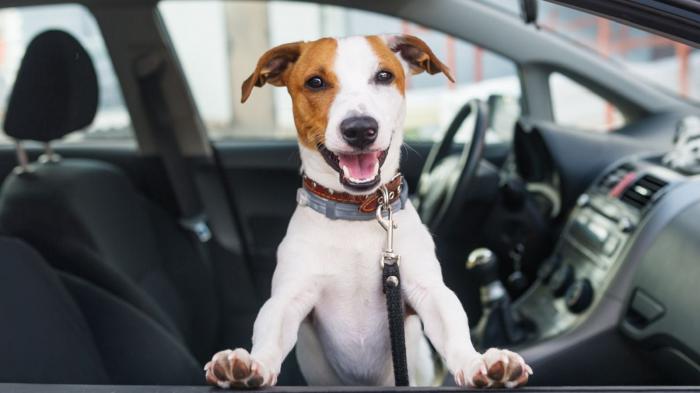 Ο σκύλος σου έχει και αυτός τις ανάγκες του, ειδικά όταν το μεταφέρεις με το αυτoκίνητο. Δες τα αξεσουάρ που θα κάνουν την βόλτα του πιο άνετη.