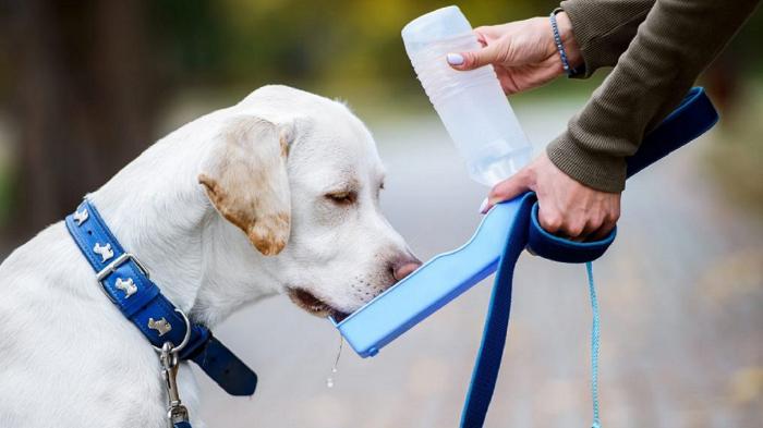 Το ειδικό μπουκαλάκι νερού για σκύλους θα βοηθήσει τον μικρό σου φίλο να πιει πιο εύκολα το νερό του.