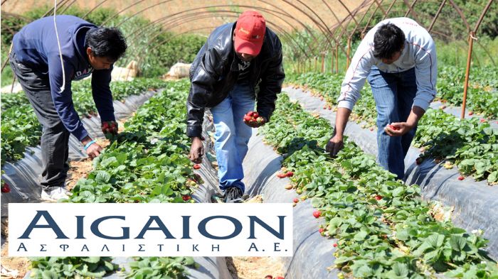 Με ένα νέο ασφαλιστικό πακέτο η AIGAION Ασφαλιστική Α.Ε. επιχειρεί να καλύψει την ανασφάλιστη εργασία των αλλοδαπών πολιτών στην Ελλάδα. 
