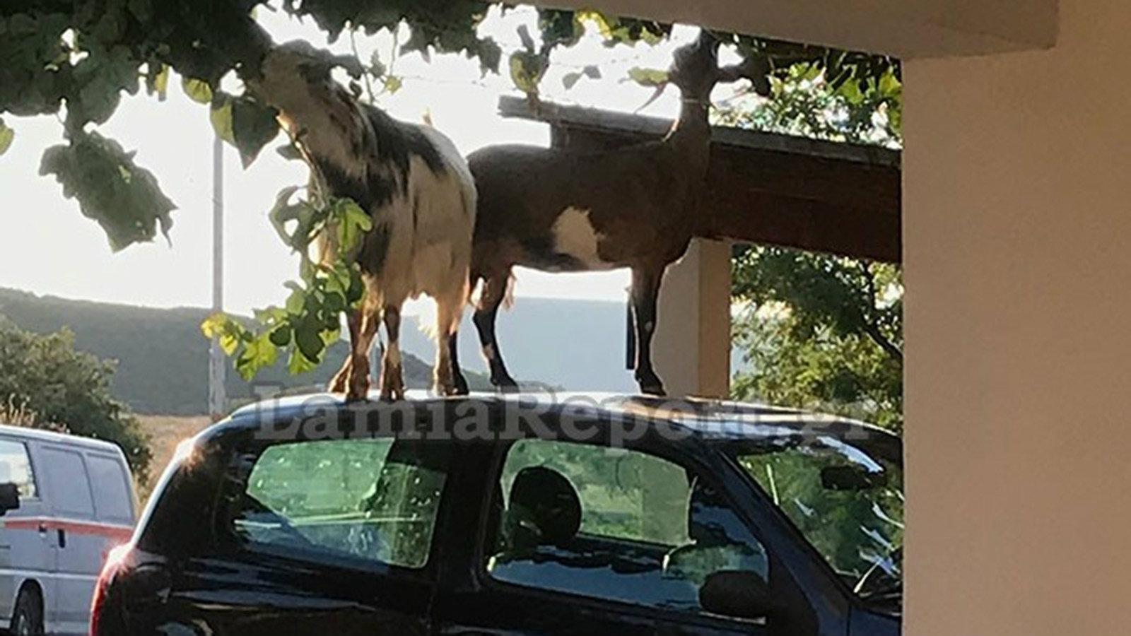 Kατσίκες έστησαν «φαγοπότι» πάνω σε I.X
