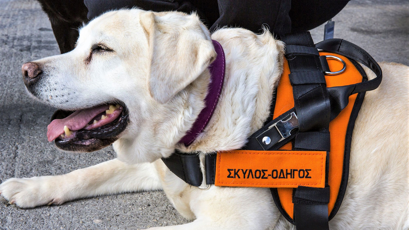 Χορηγός ελληνικής σχολής Σκύλων Οδηγών ο Όμιλος Επιχειρήσεων Σαρακάκη