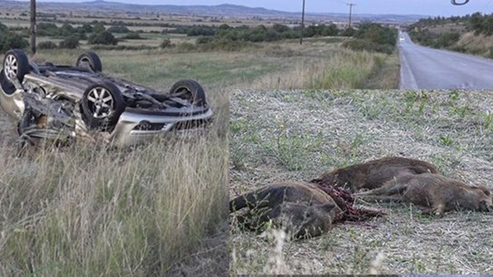 Αγριογούρουνα προκάλεσαν τον θάνατο δύο ανθρώπων στο Κιλκίς