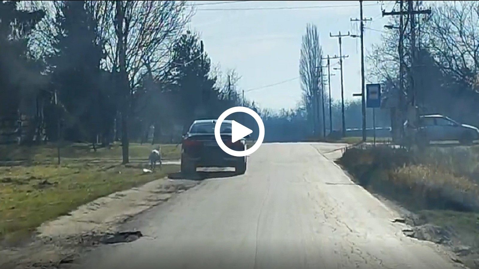 VIDEO: Έβγαλε βόλτα το σκύλο με... το αμάξι!