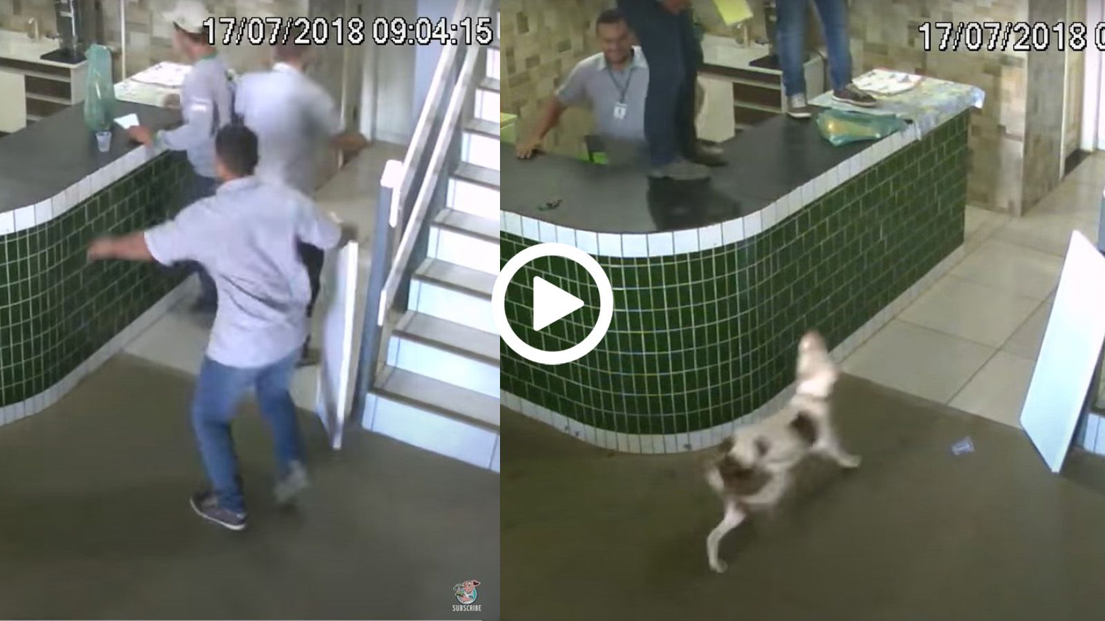 Ολόκληροι μαντράχαλοι τρέχετε να σωθείτε από ένα πιτ μπουλ; 