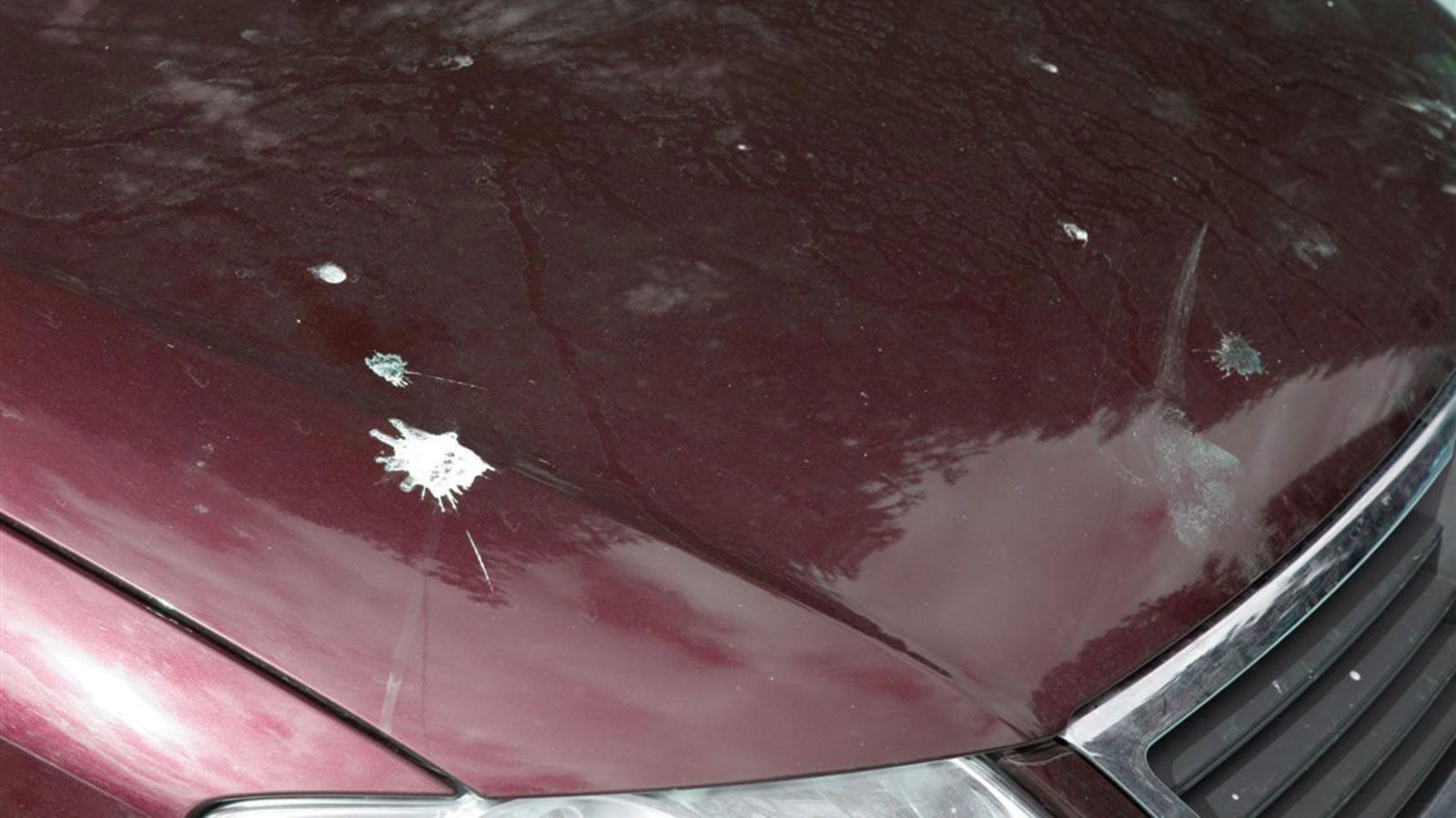 Οι κουτσουλιές των πτηνών όταν μείνουν για αρκετό καιρό, καθαρίζονται πολύ δύσκολα από το χρώμα του αυτοκινήτου.