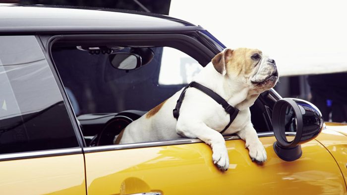 Για διαφημιστικούς λόγους, μέσα από το νέο Mini Cooper προβάλει ο Spike, ένα συμπαθέστατο αγγλικό bulldog.