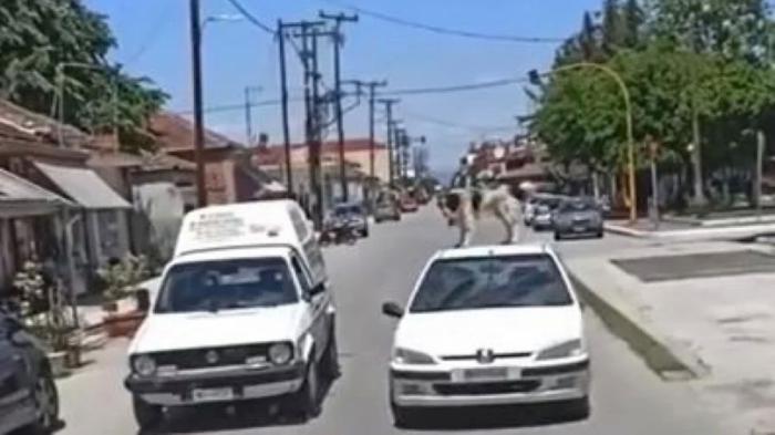 Κυκλοφορούσε με το σκύλο στην οροφή του αυτοκινήτου & συνελήφθη 