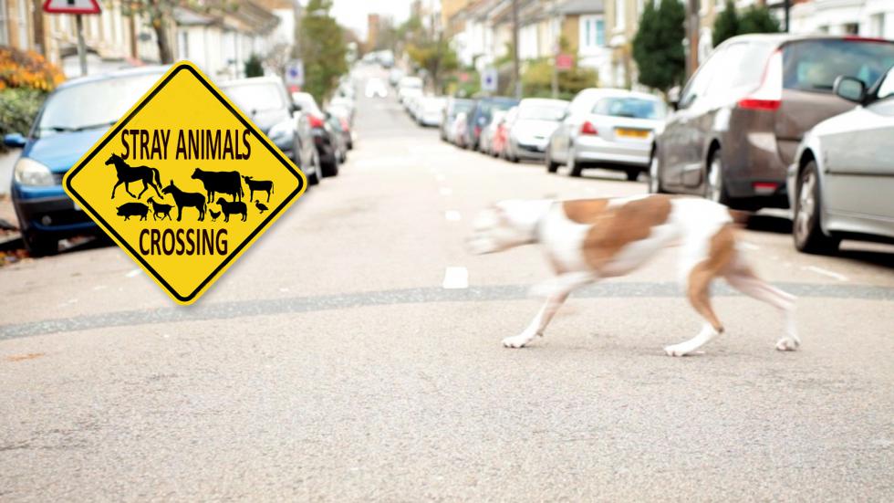 Οδηγήστε με ασφάλεια: Τραυματισμός ζώου και αυτοκίνητο