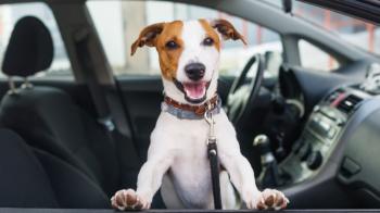 Τοp αξεσουάρ αυτοκινήτου για σκύλους