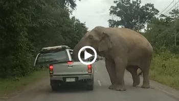 Ο πεινασμένος ελέφαντας