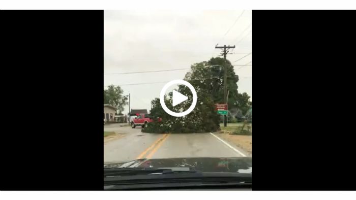 VIDEO: Απλά σέρνει ένα... δέντρο!