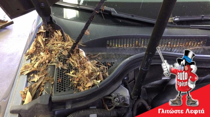 Πάρκαρες κάτω από δέντρο; Το κόλπο για να μη γεμίσει υγρασία η καμπίνα