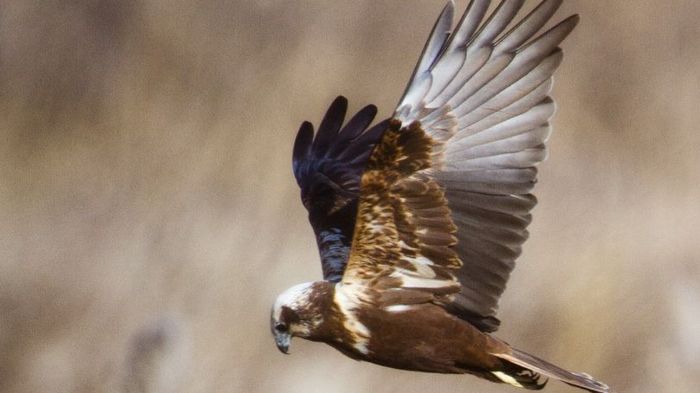 Χριστουγεννιάτικη βόλτα στο Δέλτα Αξιού Χριστουγεννιάτικη βόλτα στο Δέλτα Αξιού