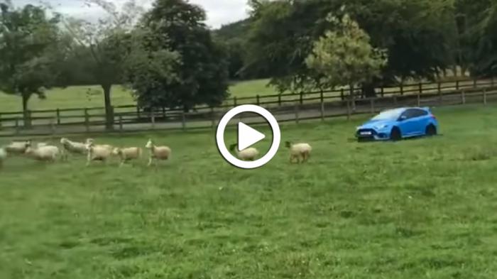 Video: Ford Focus RS σε ρόλο τσοπάνη!