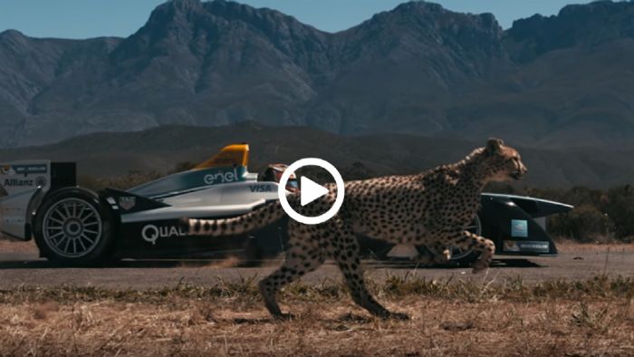 Formula E vs Cheetah