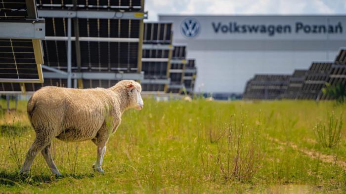 Η Volkswagen «έβαλε» 100 πρόβατα να κόψουν τα χόρτα στο εργοστάσιο της Η Volkswagen «έβαλε» 100 πρόβατα να κόψουν τα χόρτα στο εργοστάσιο της Πολωνίας