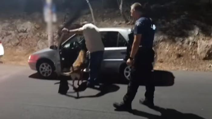 Δ. Αττική: Τροχονομικοί έλεγχοι με αστυνομικούς σκύλους από την ΕΛ.ΑΣ.