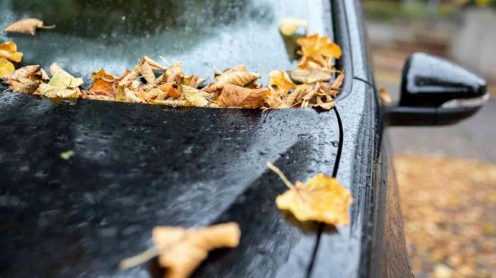 Και όμως τα φύλλα από τα δέντρα μπορούν να καταστρέψουν το αμάξι σου