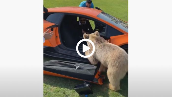 Mικρή αρκούδα ξηλώνει πόρτα από Lamborghini Mικρή αρκούδα ξηλώνει πόρτα από Lamborghini