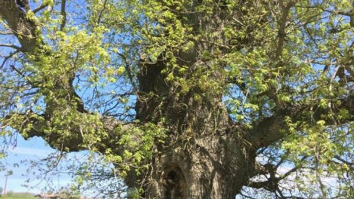 Βρες την αρχαιότερη βελανιδιά της Ευρώπης Βρες την αρχαιότερη βελανιδιά της Ευρώπης