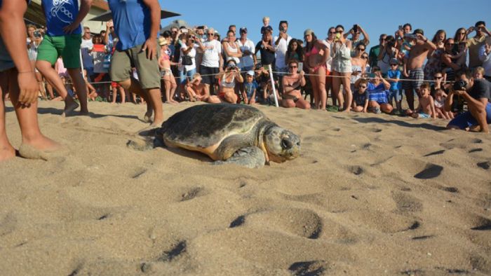 Βουτιές με χελώνες
