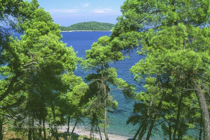 Πεύκα στο κύμα, αυτό είναι το τοπίο στο ακρωτήρι Αρτεμίσιο 