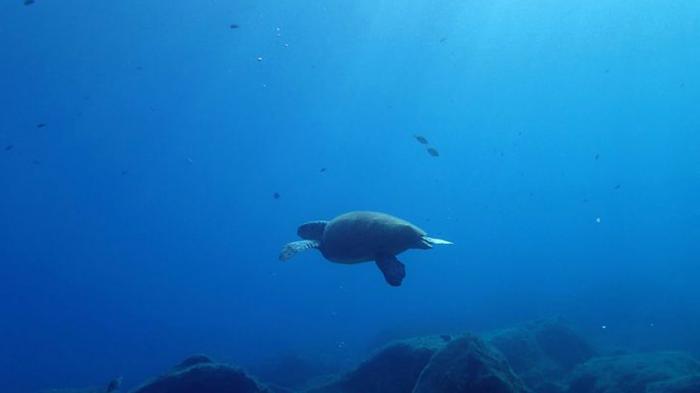 https://gr.pinterest.com/VStergios/underwater-greece/?lp=true https://gr.pinterest.com/VStergios/underwater-greece/?lp=true